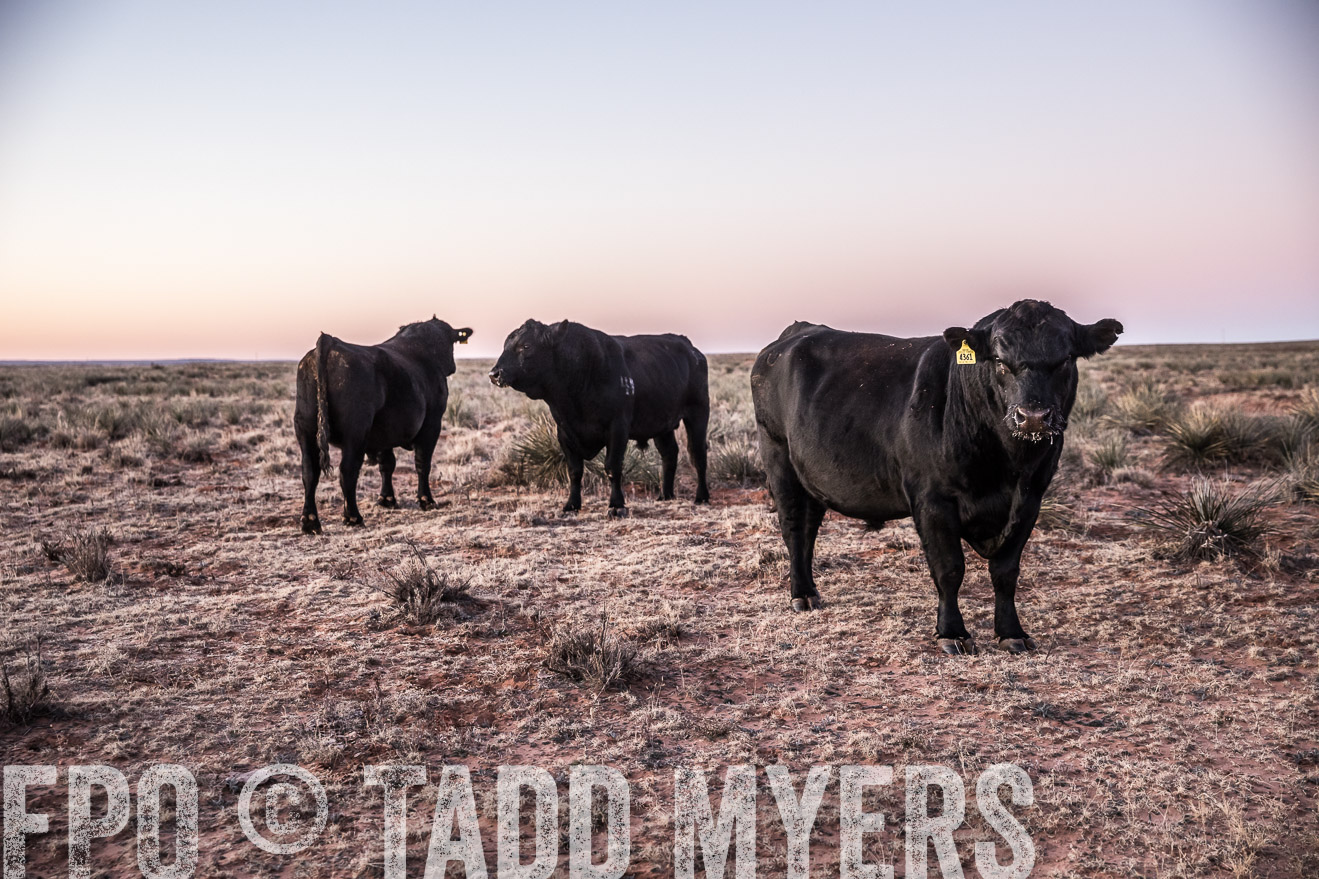  TMyers_WardRanch_NM_Dec2019-43939