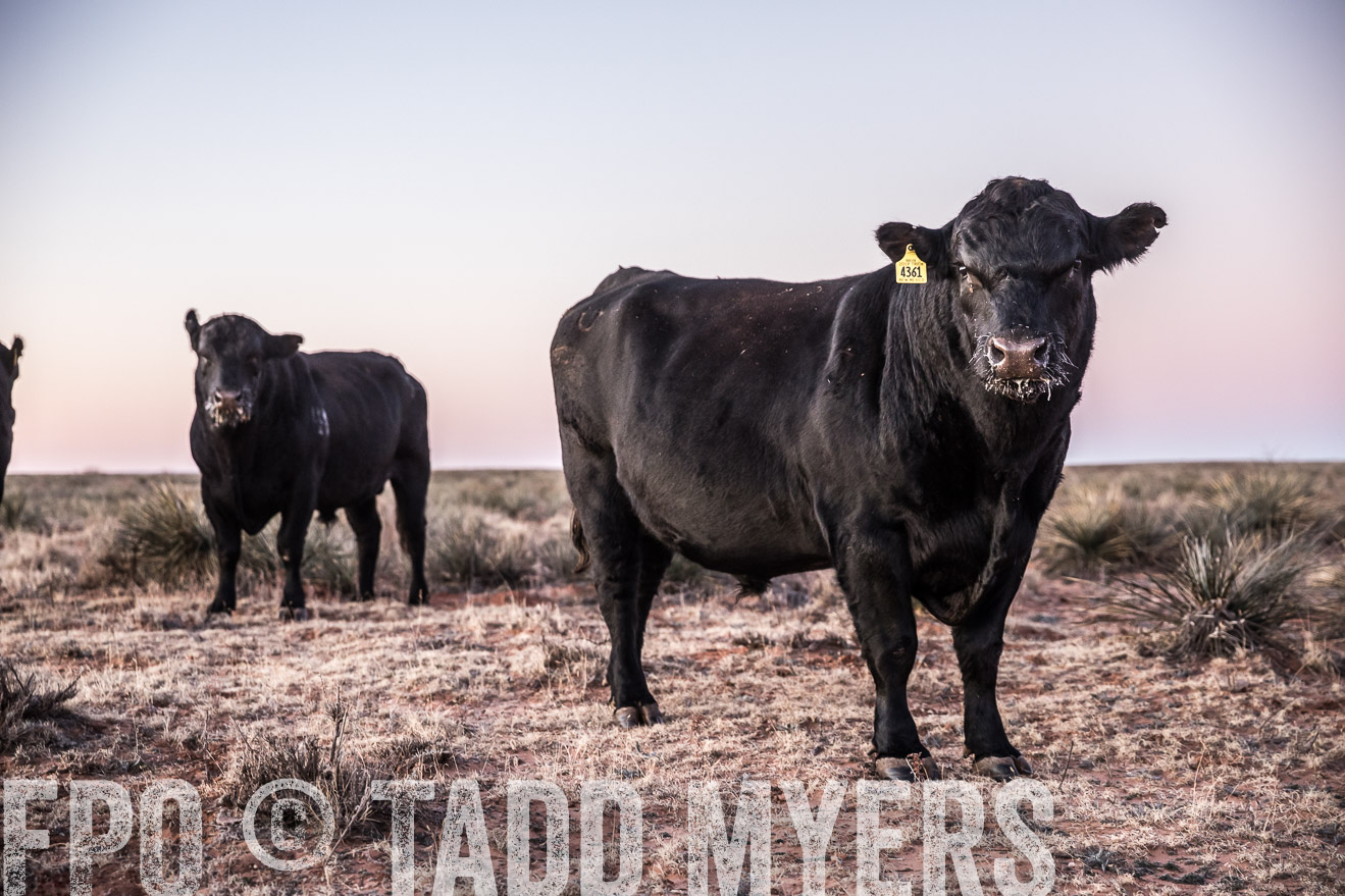  TMyers_WardRanch_NM_Dec2019-43954
