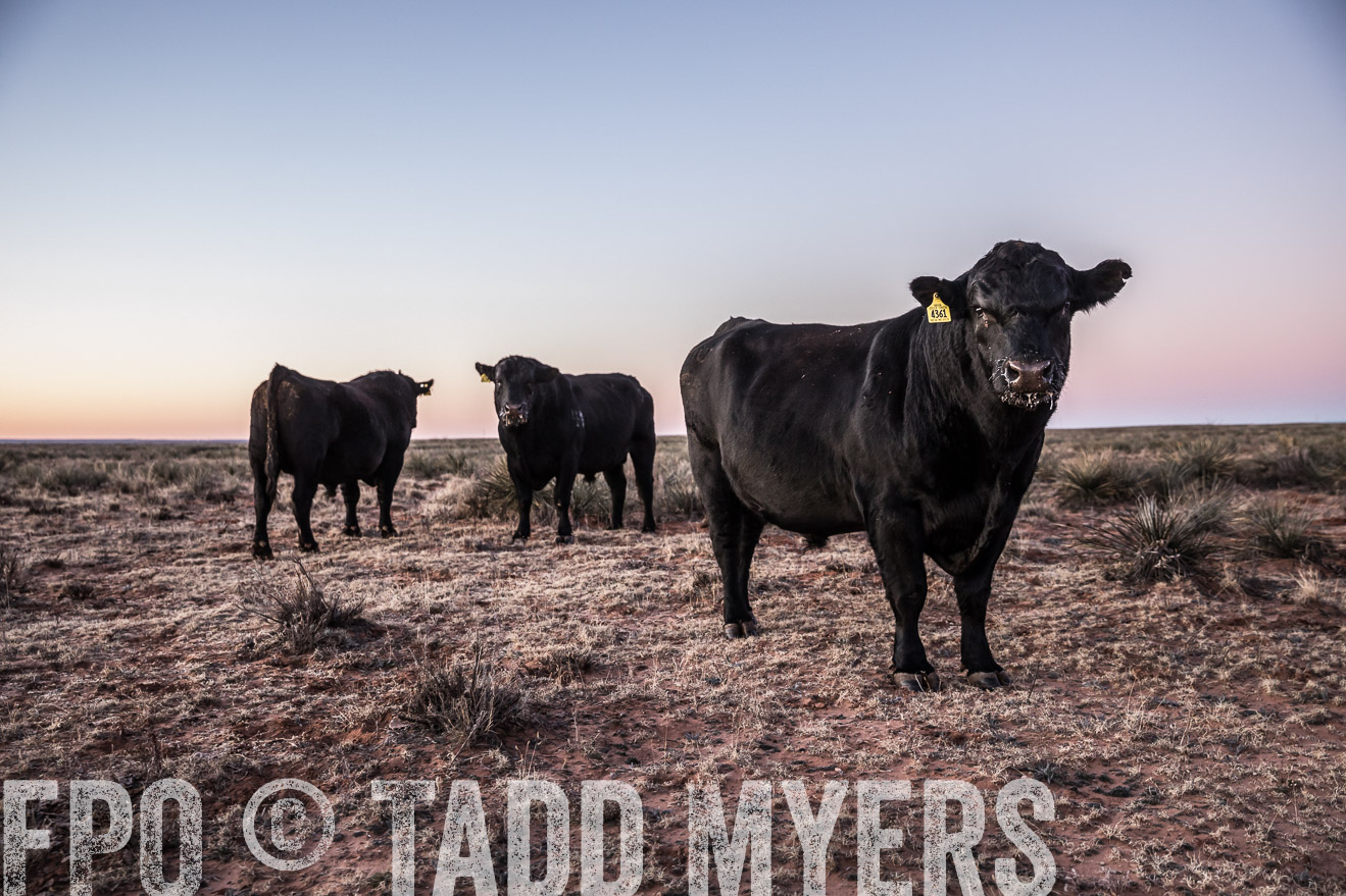 TMyers_WardRanch_NM_Dec2019-43971