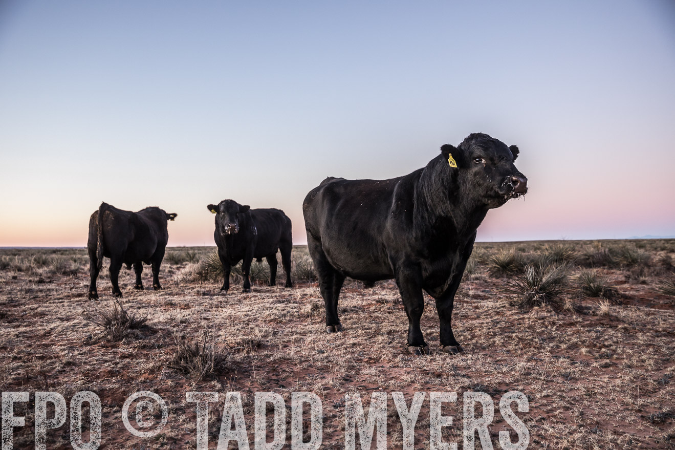 TMyers_WardRanch_NM_Dec2019-43976