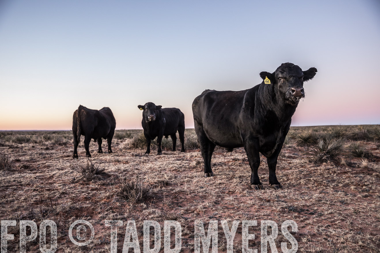  TMyers_WardRanch_NM_Dec2019-43980