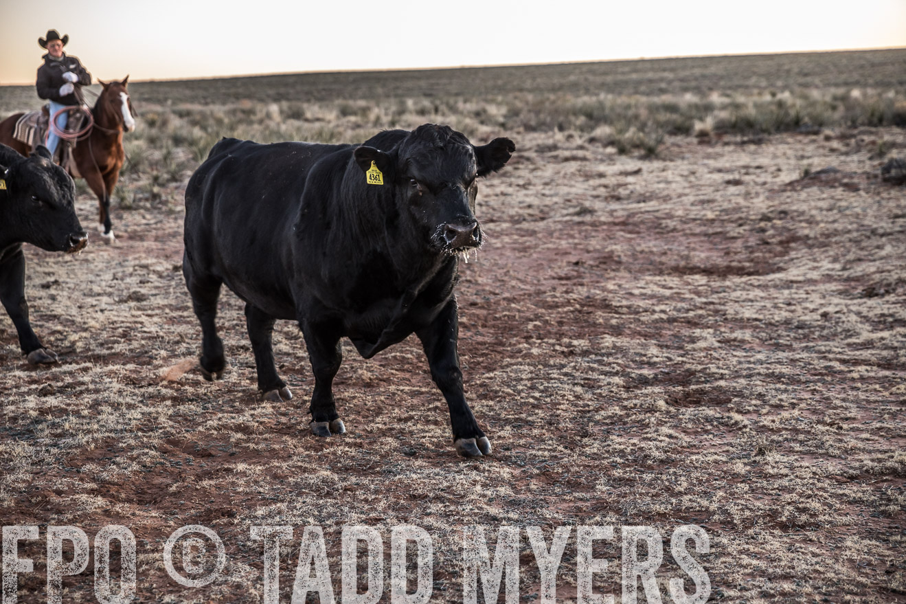  TMyers_WardRanch_NM_Dec2019-44160