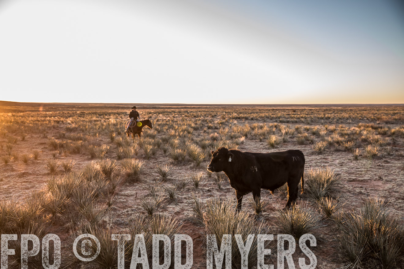  TMyers_WardRanch_NM_Dec2019-44313