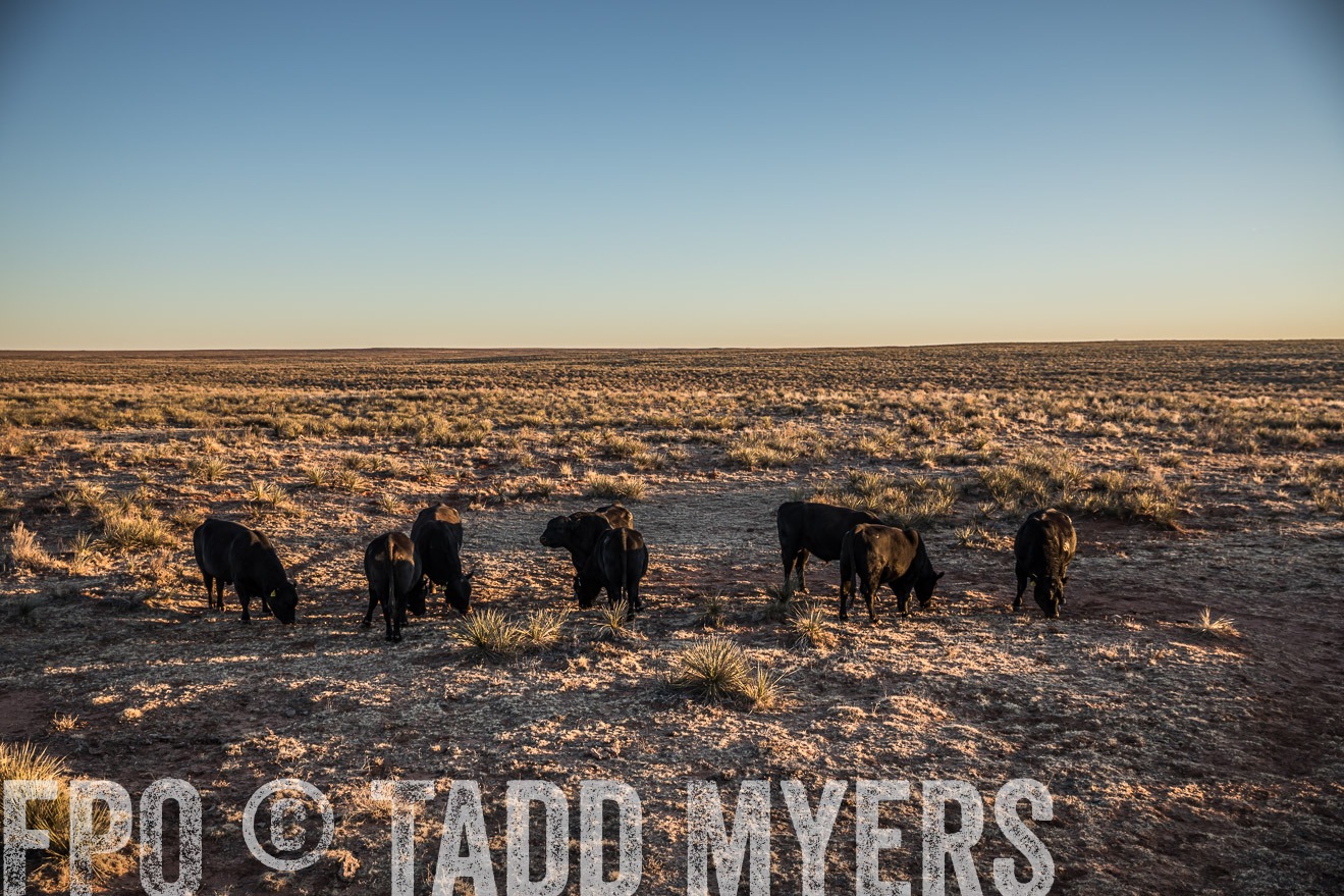  TMyers_WardRanch_NM_Dec2019-44533