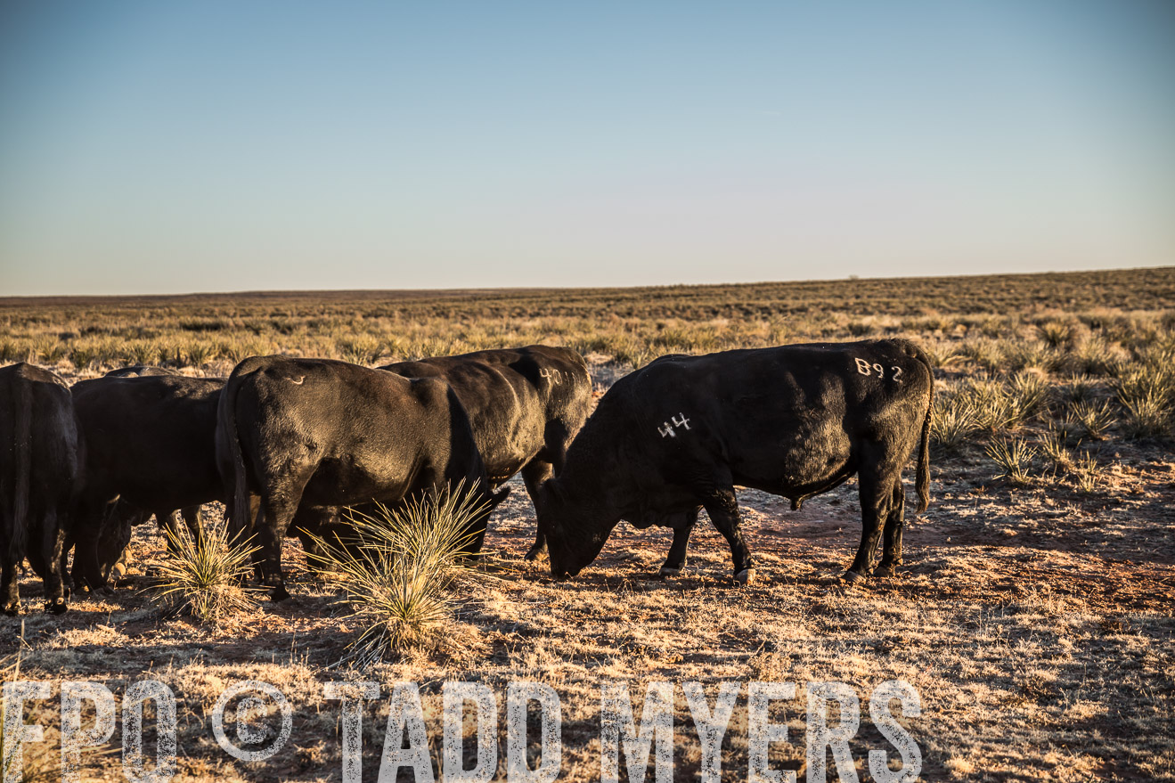  TMyers_WardRanch_NM_Dec2019-44683