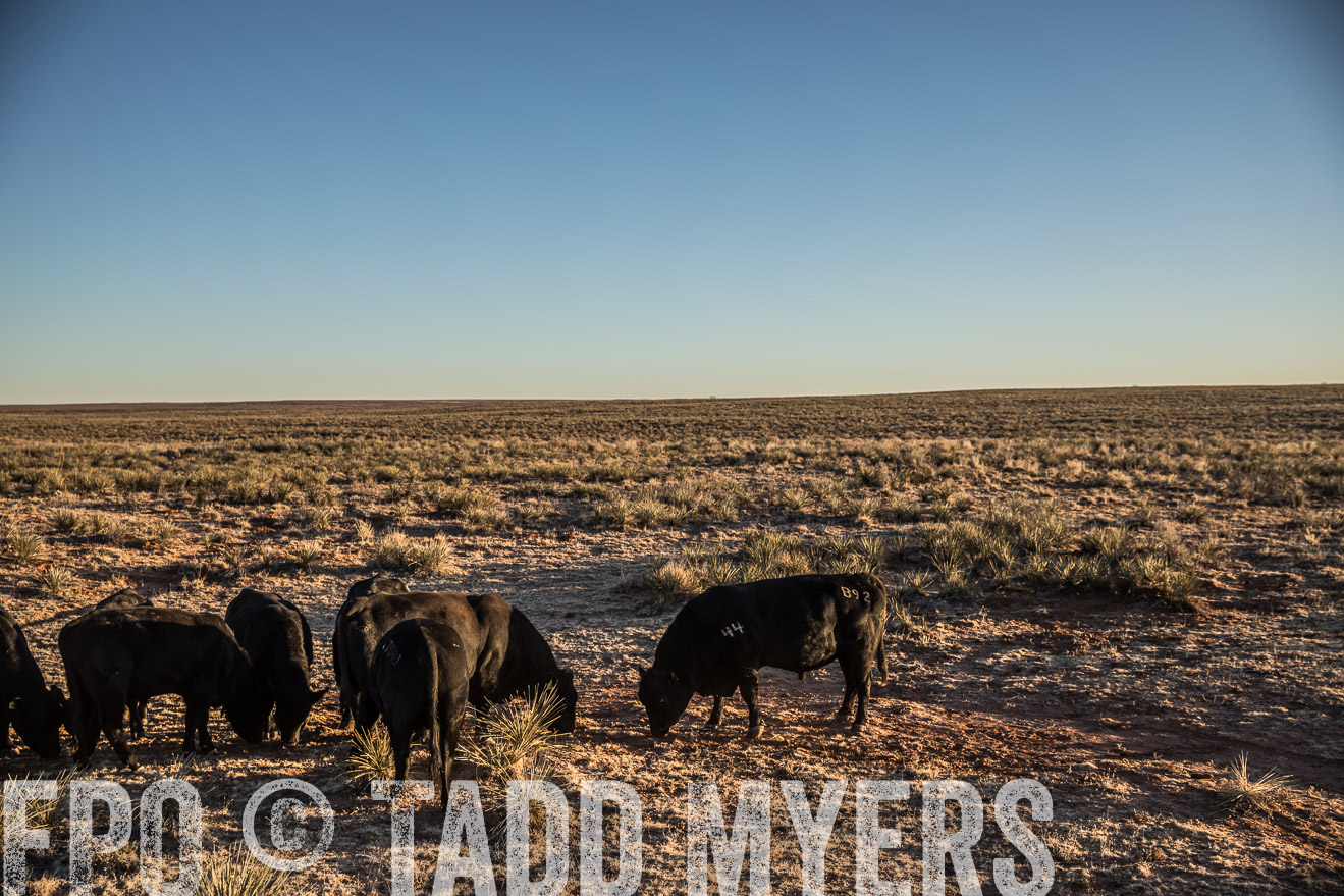  TMyers_WardRanch_NM_Dec2019-44696