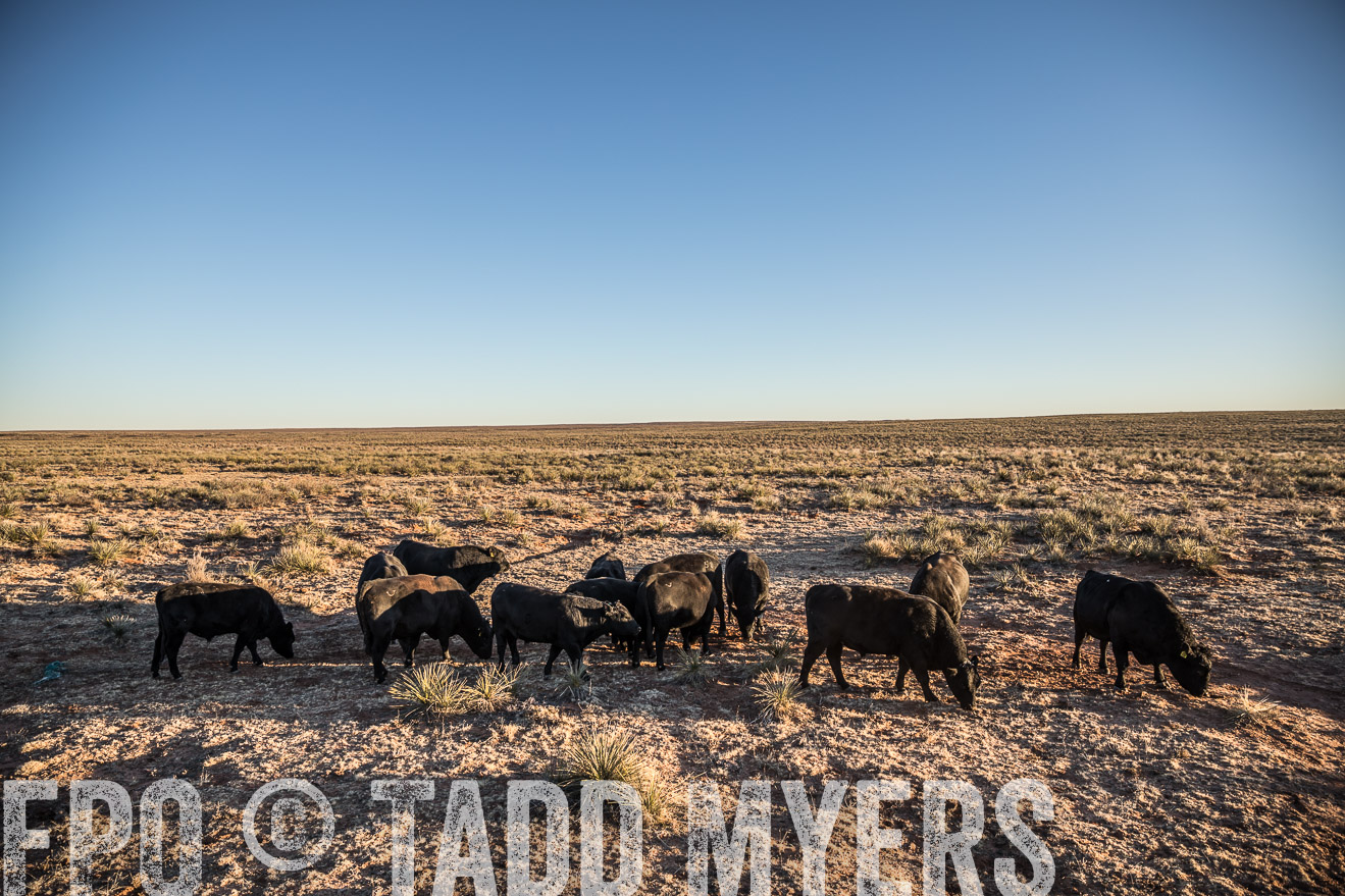  TMyers_WardRanch_NM_Dec2019-44764