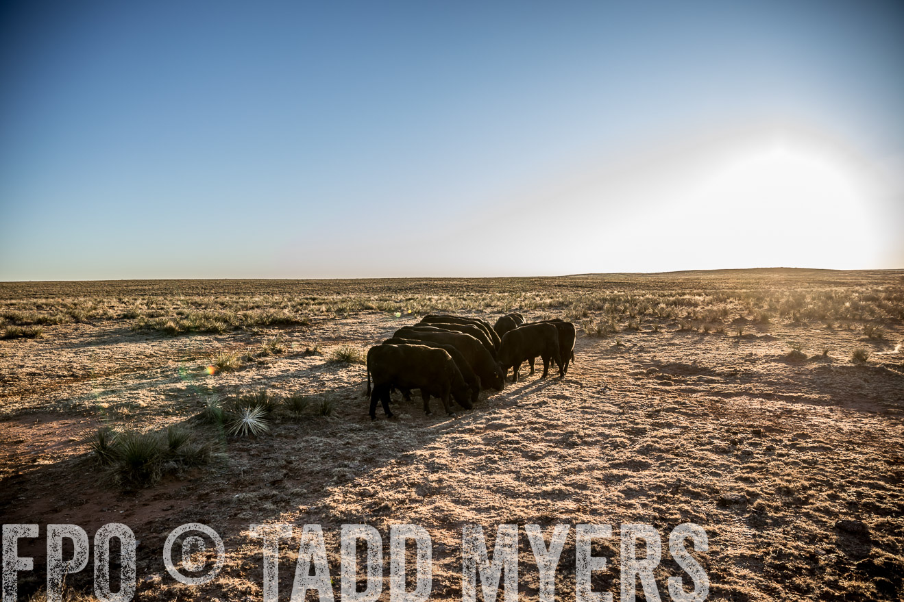  TMyers_WardRanch_NM_Dec2019-44883
