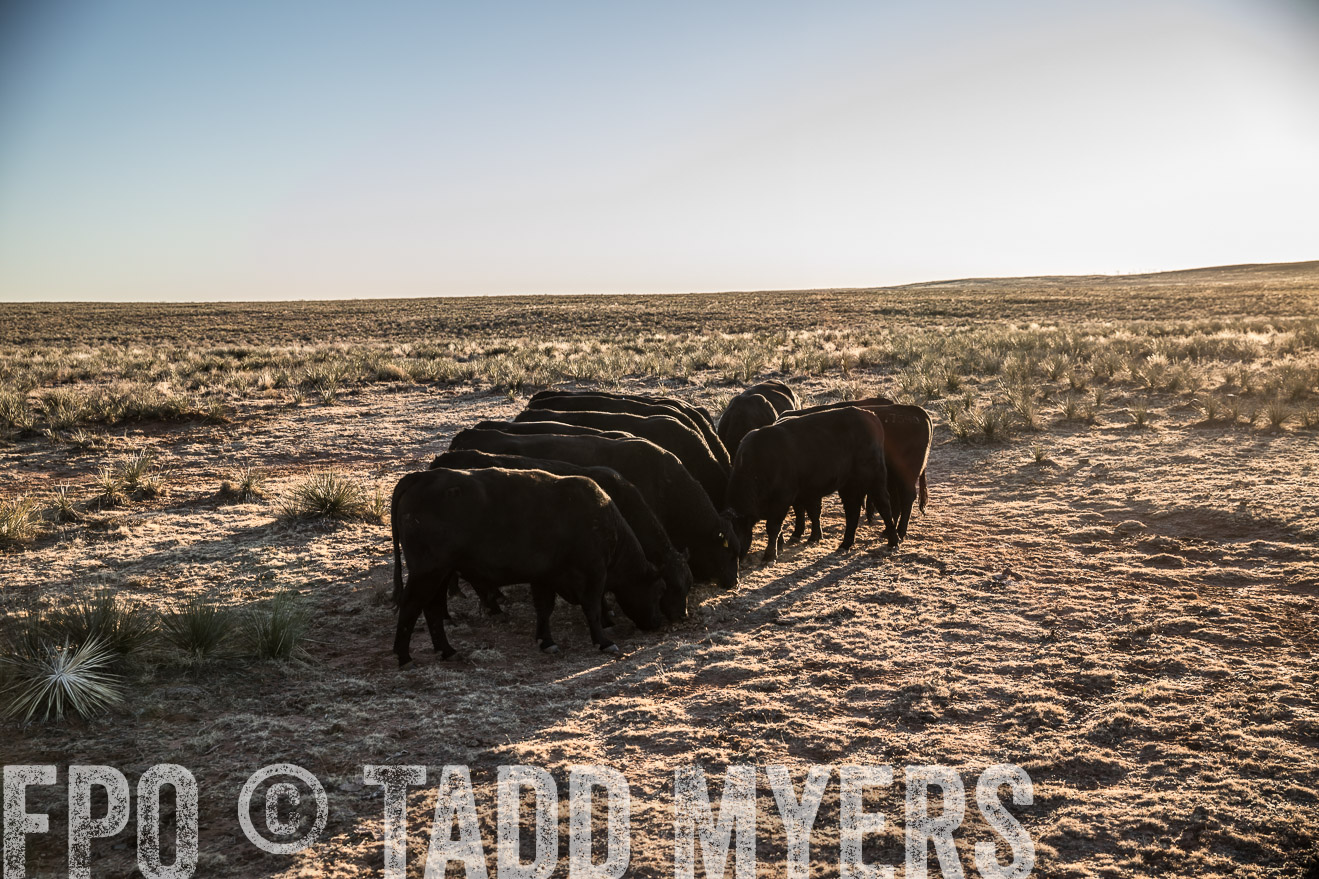  TMyers_WardRanch_NM_Dec2019-44886