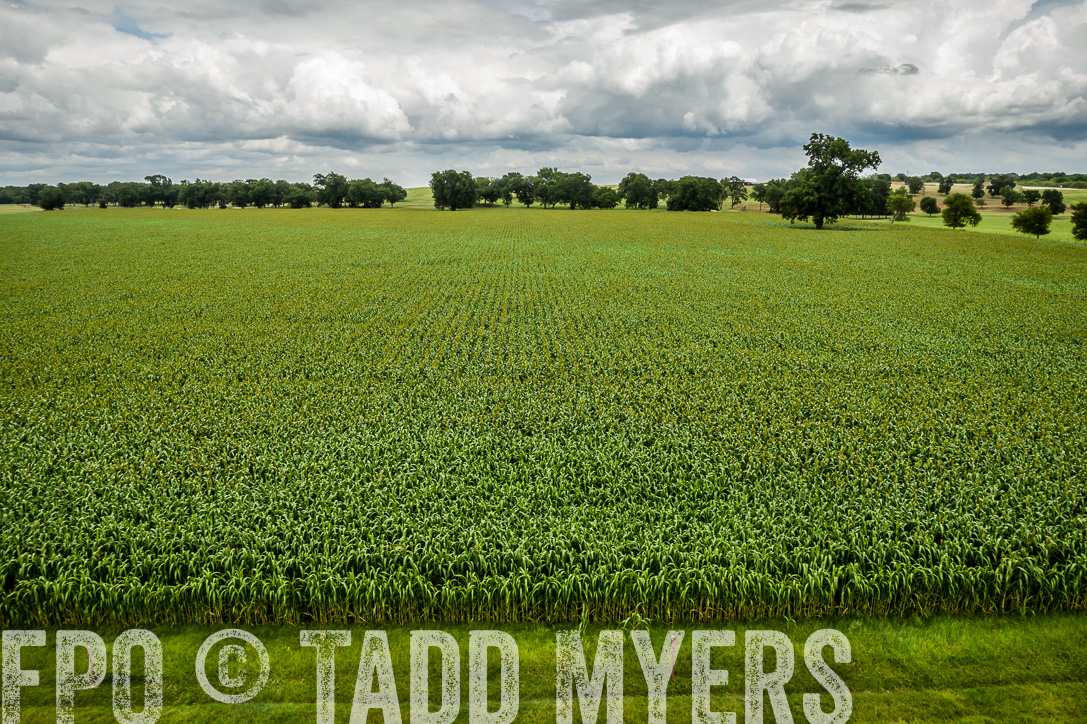 TMyers_44Farms_CameronTX_June2020-0965
