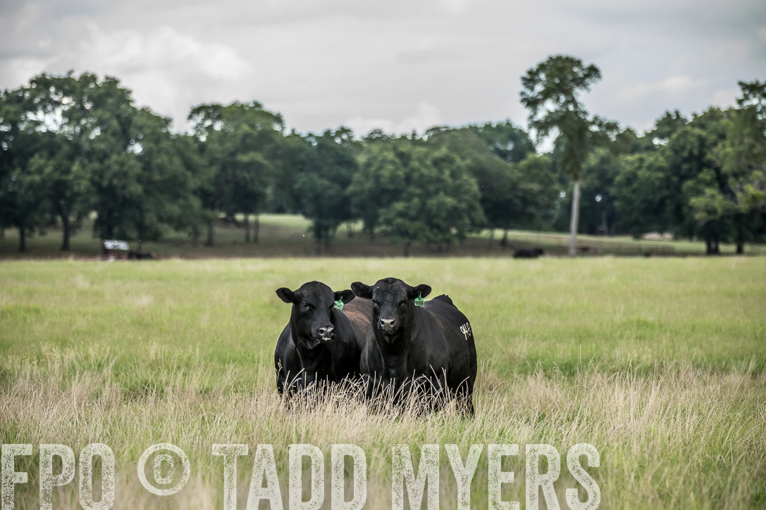 TMyers_44Farms_CameronTX_June2020-40334