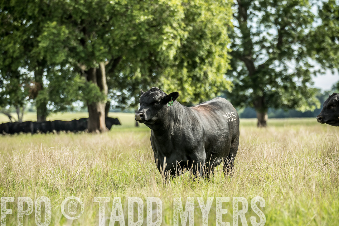 TMyers_44Farms_CameronTX_June2020-49206
