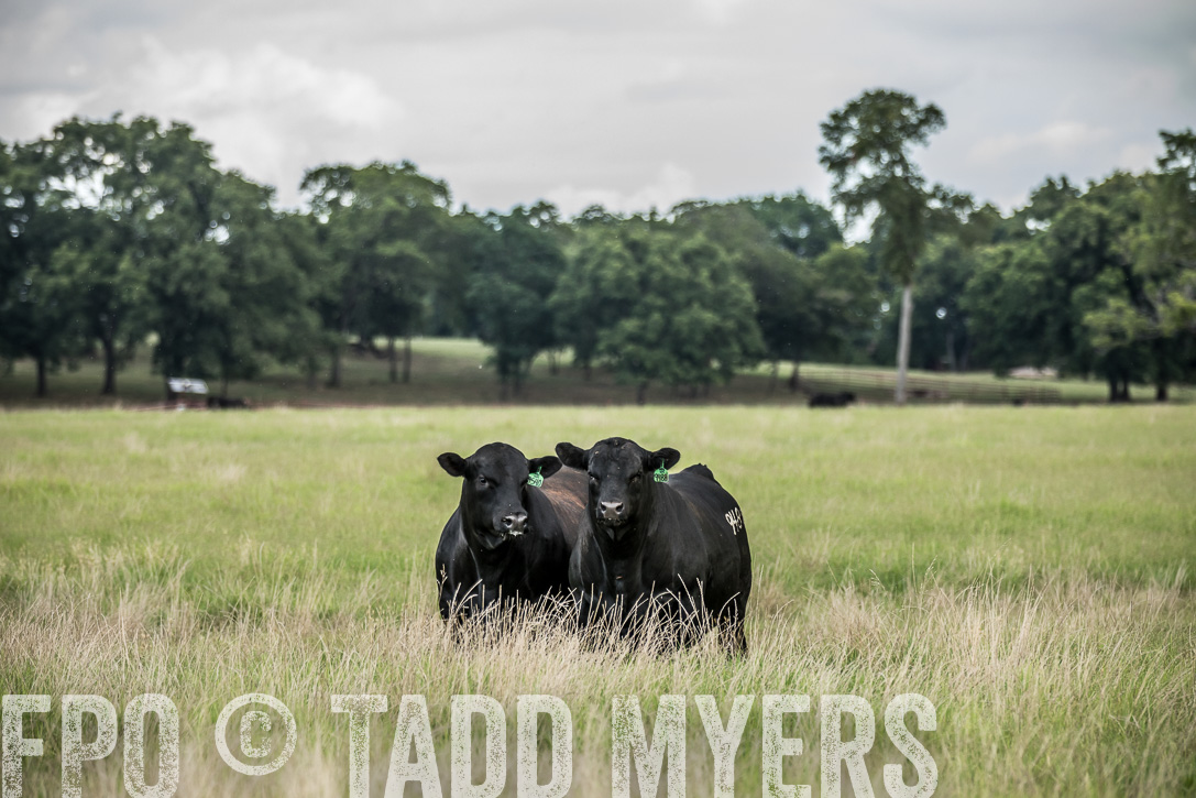 TMyers_44Farms_CameronTX_June2020-40335