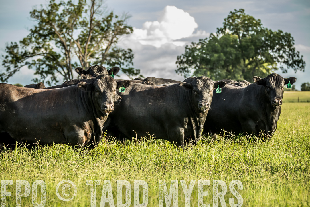 TMyers_44Farms_CameronTX_June2020-41119