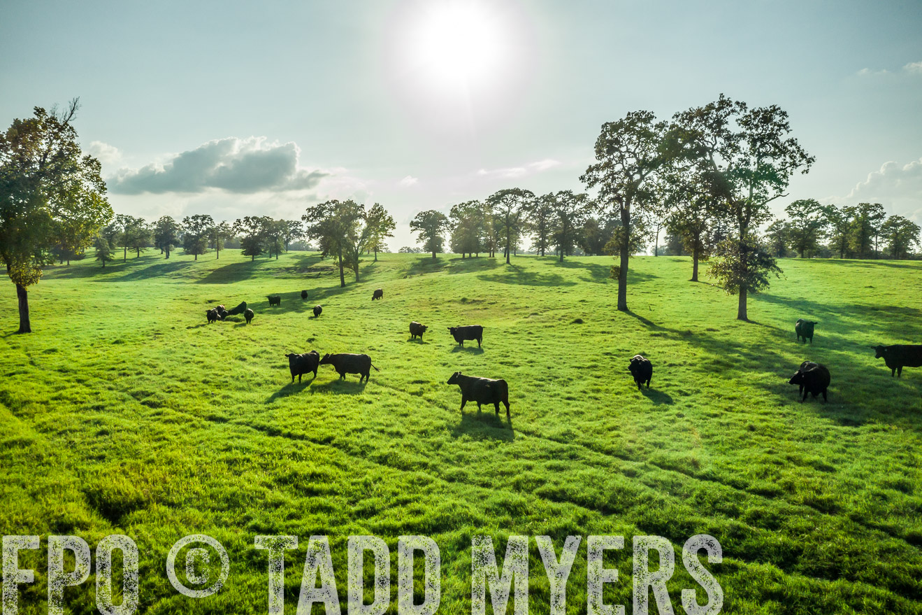 44Farms_CameronTX_Sept2020-0316