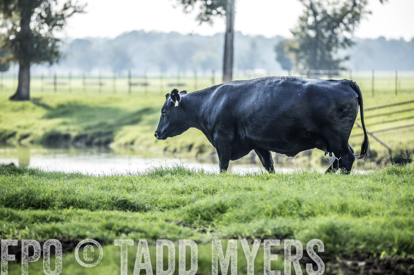 44Farms_CameronTX_Sept2020-2222