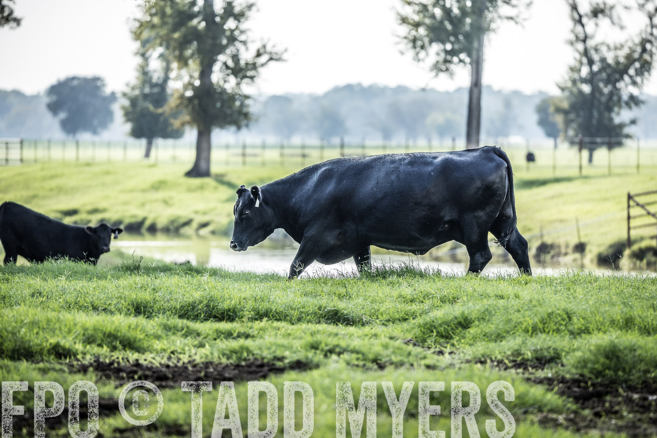 44Farms_CameronTX_Sept2020-2224