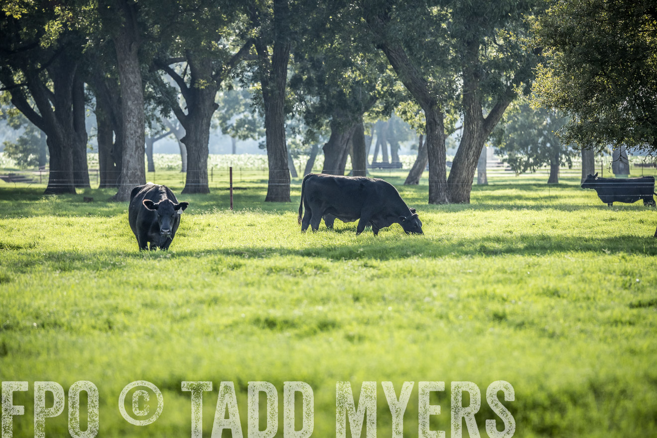 44Farms_CameronTX_Sept2020-2228