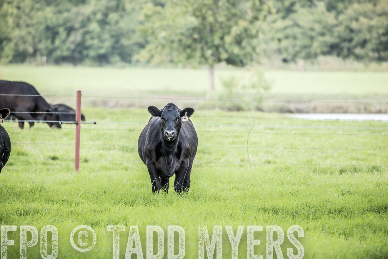 44Farms_CameronTX_Sept2020-2241