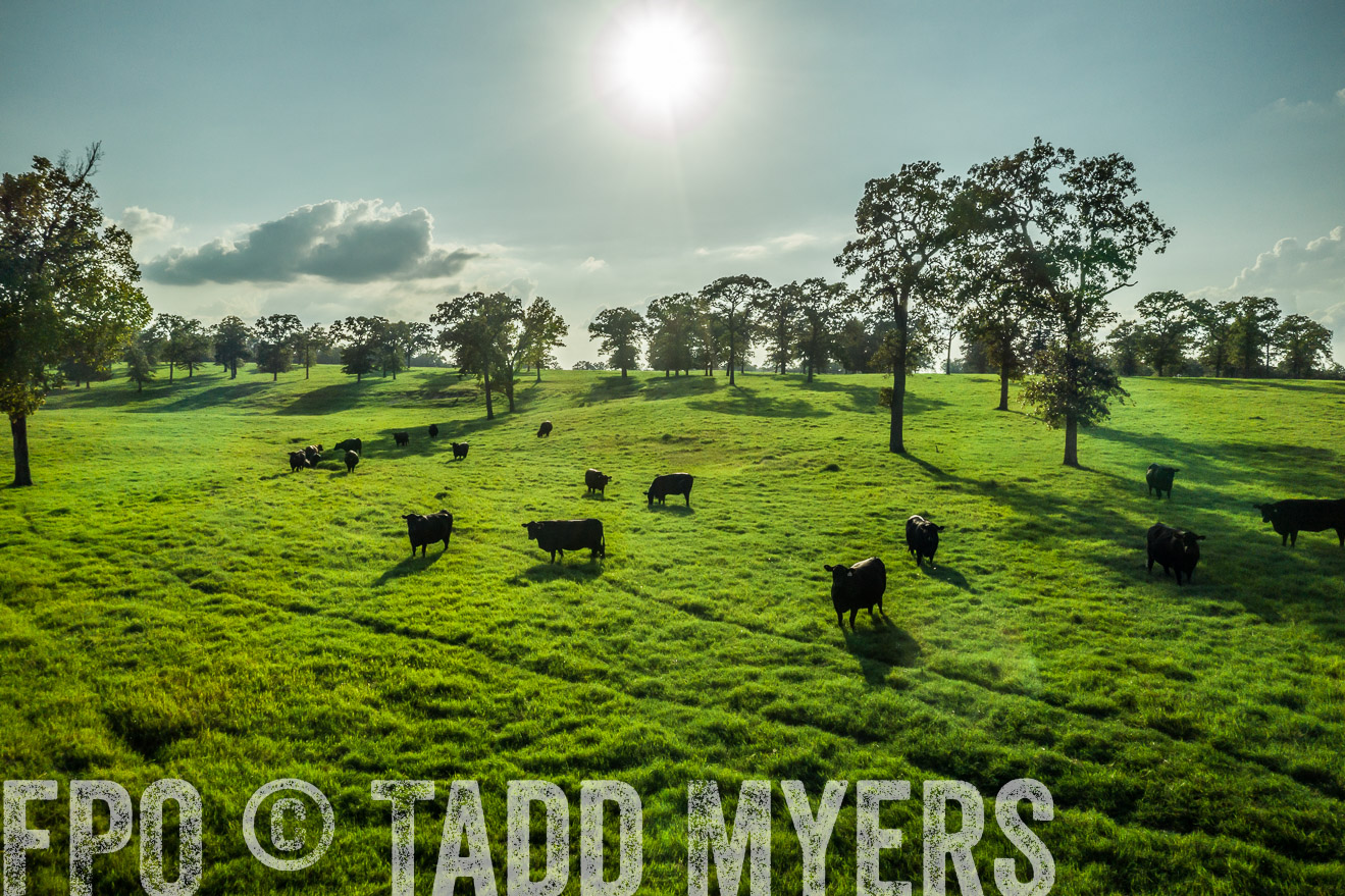 44Farms_CameronTX_Sept2020-0311