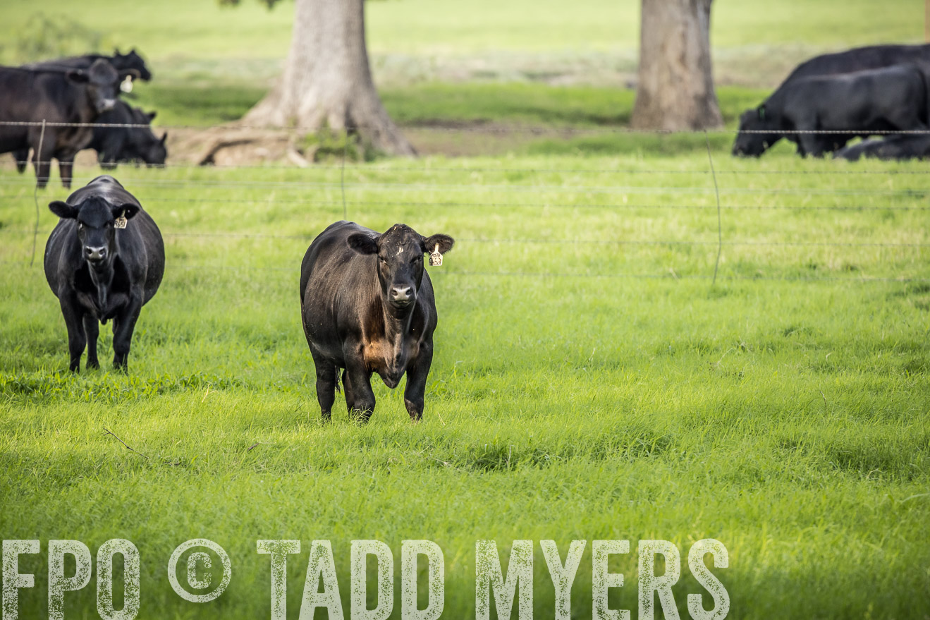 44Farms_CameronTX_Sept2020-2237