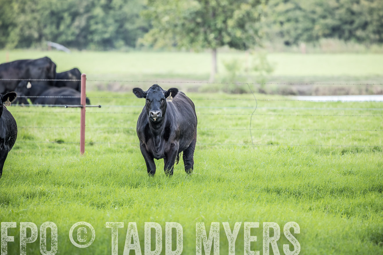 44Farms_CameronTX_Sept2020-2238