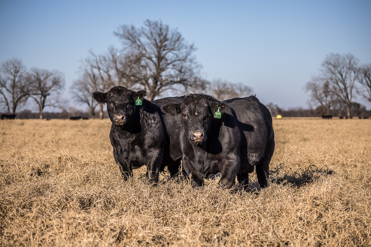 TMyers_44Farms_CameronTX_Dec2020-510853