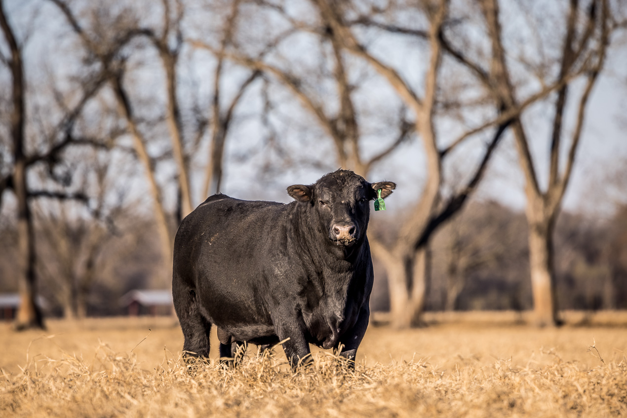 TMyers_44Farms_CameronTX_Dec2020-511043