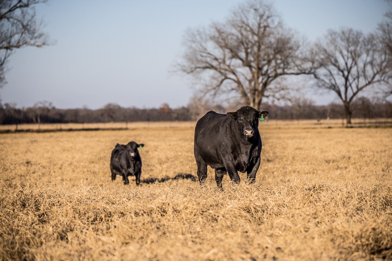 TMyers_44Farms_CameronTX_Dec2020-511055