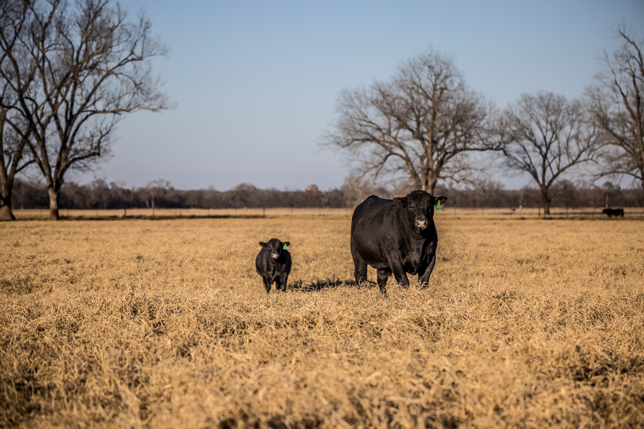 TMyers_44Farms_CameronTX_Dec2020-511059