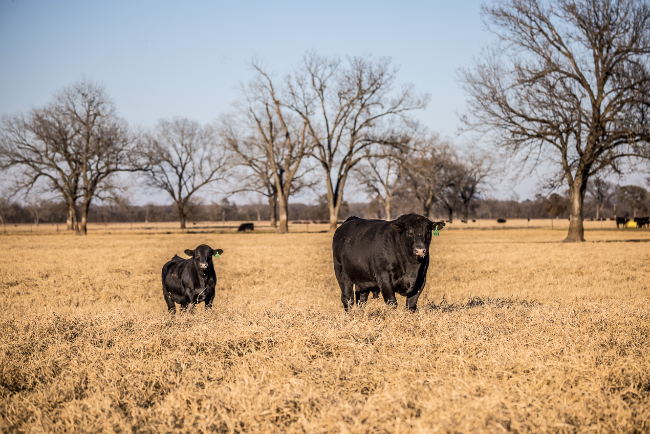 TMyers_44Farms_CameronTX_Dec2020-511071