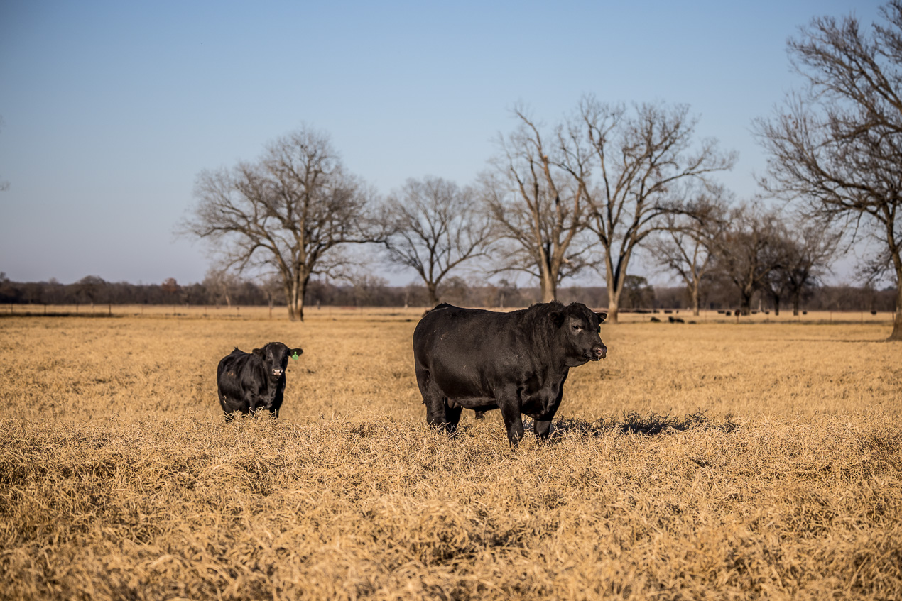 TMyers_44Farms_CameronTX_Dec2020-511077