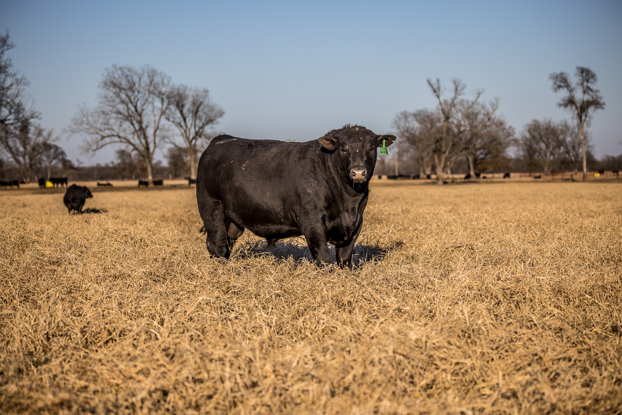 TMyers_44Farms_CameronTX_Dec2020-511115