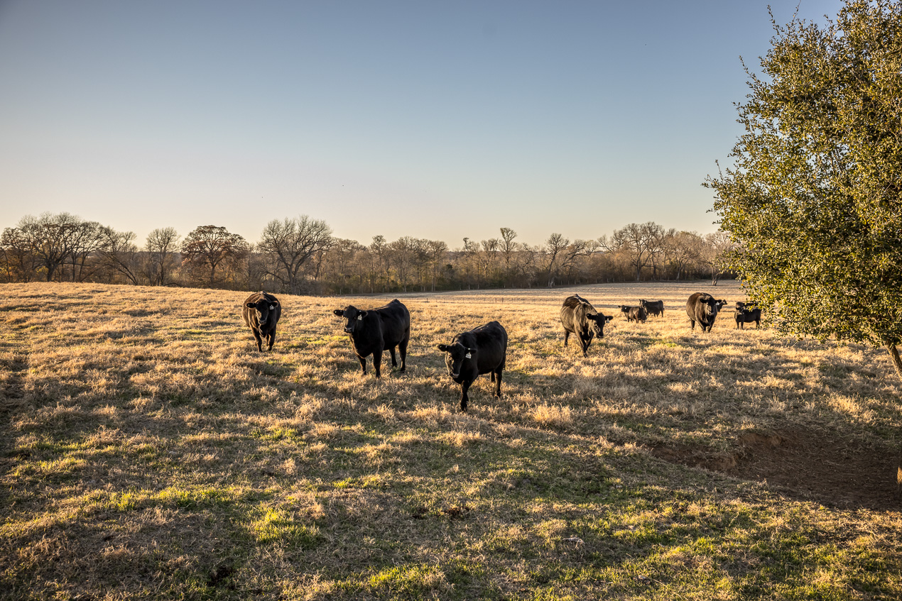 TMyers_44Farms_CameronTX_Dec2020-511429