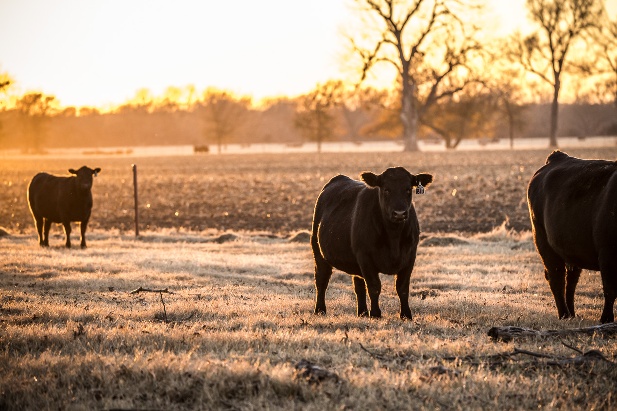 TMyers_44Farms_CameronTX_Dec2020-511544