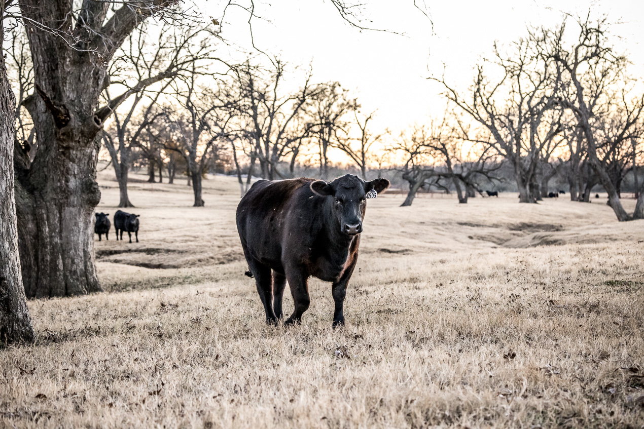 TMyers_44Farms_CameronTX_Dec2020-511723