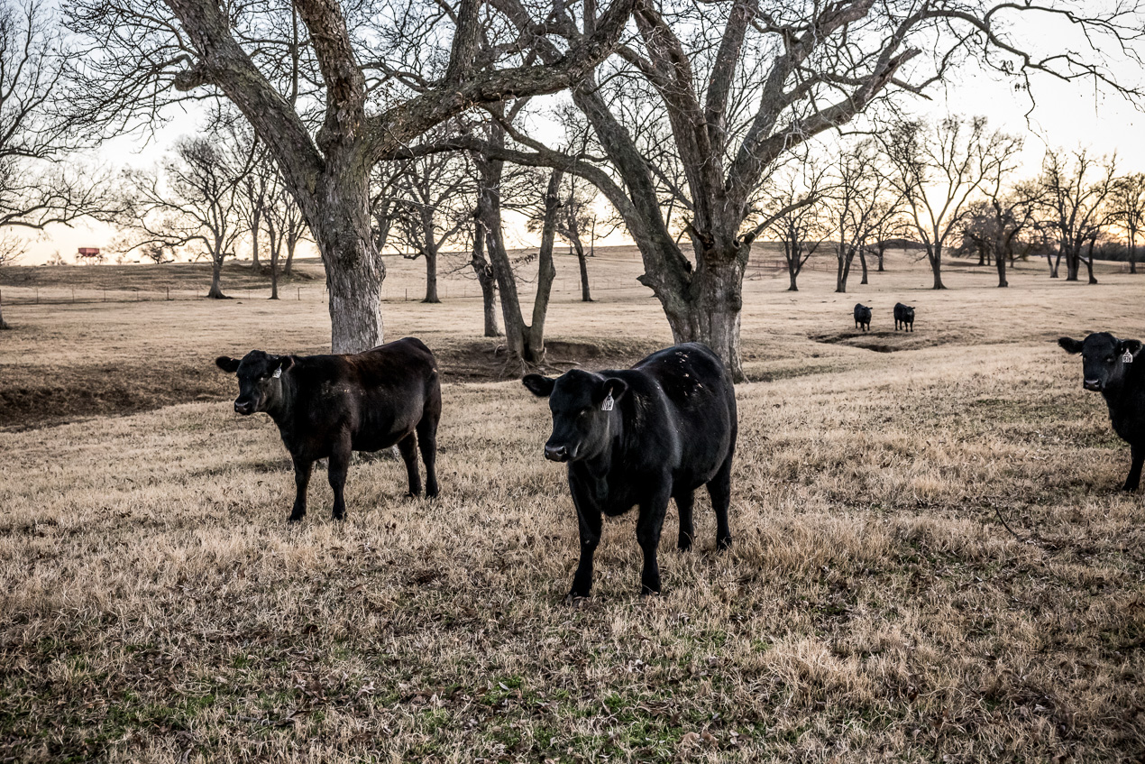 TMyers_44Farms_CameronTX_Dec2020-511736