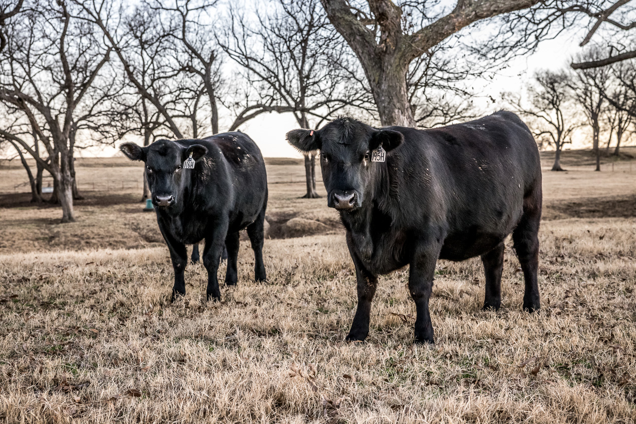 TMyers_44Farms_CameronTX_Dec2020-511748