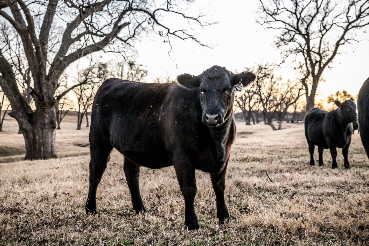 TMyers_44Farms_CameronTX_Dec2020-511753