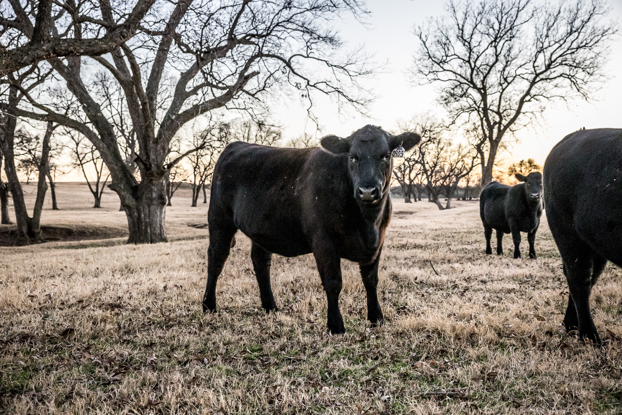 TMyers_44Farms_CameronTX_Dec2020-511755