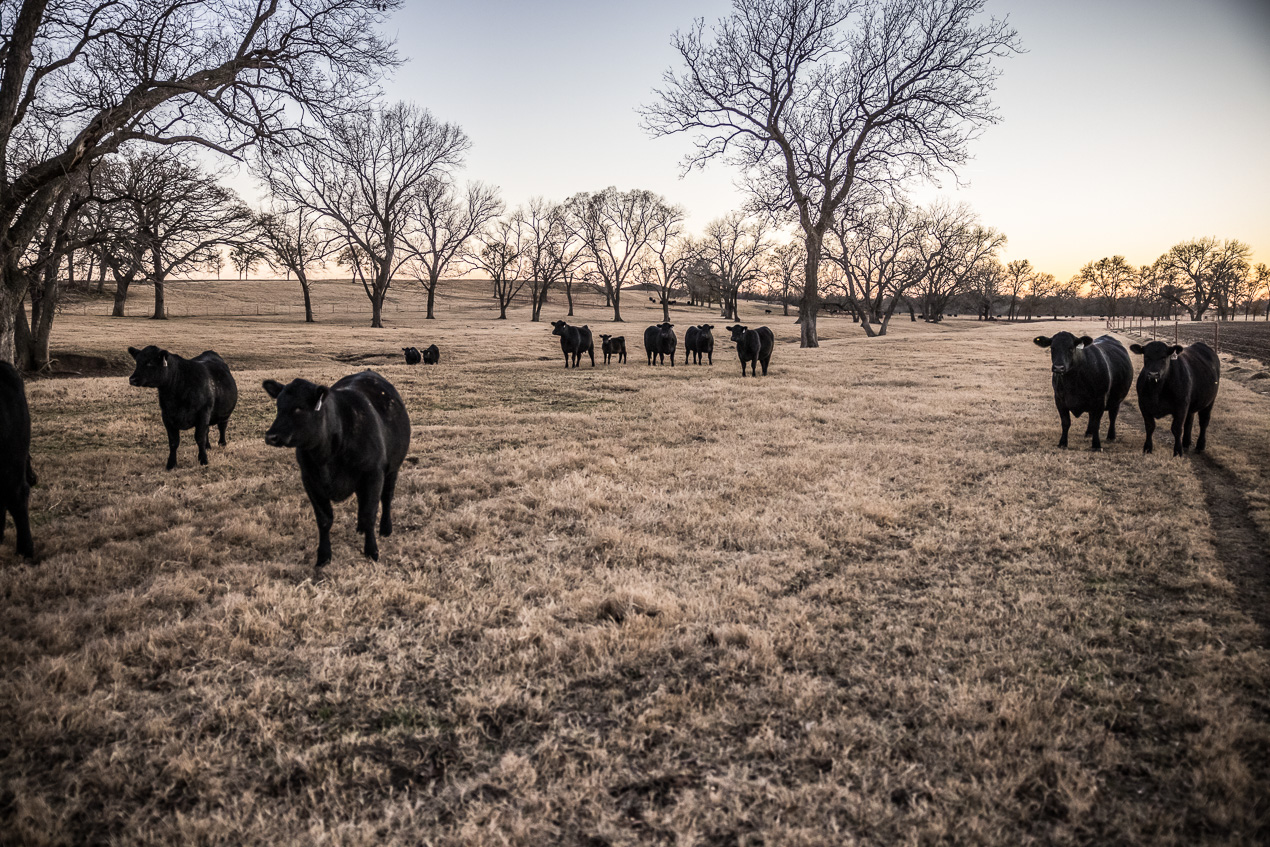 TMyers_44Farms_CameronTX_Dec2020-511767