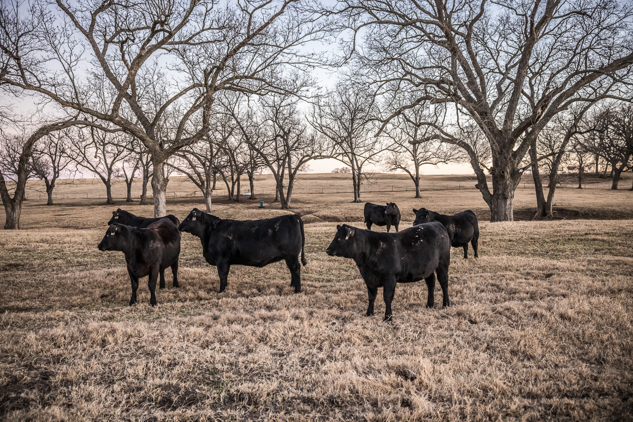 TMyers_44Farms_CameronTX_Dec2020-511768