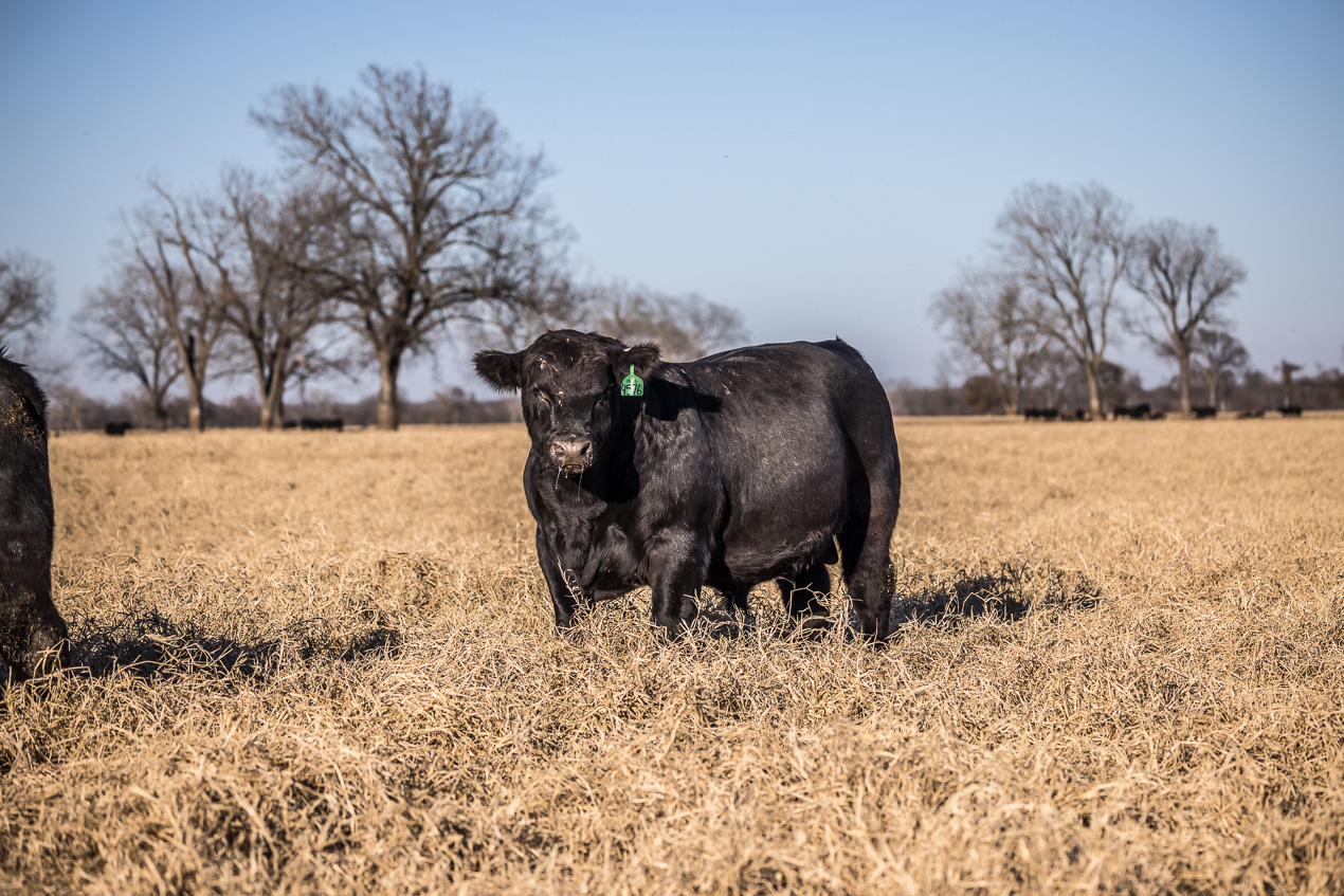 TMyers_44Farms_CameronTX_Dec2020-510887