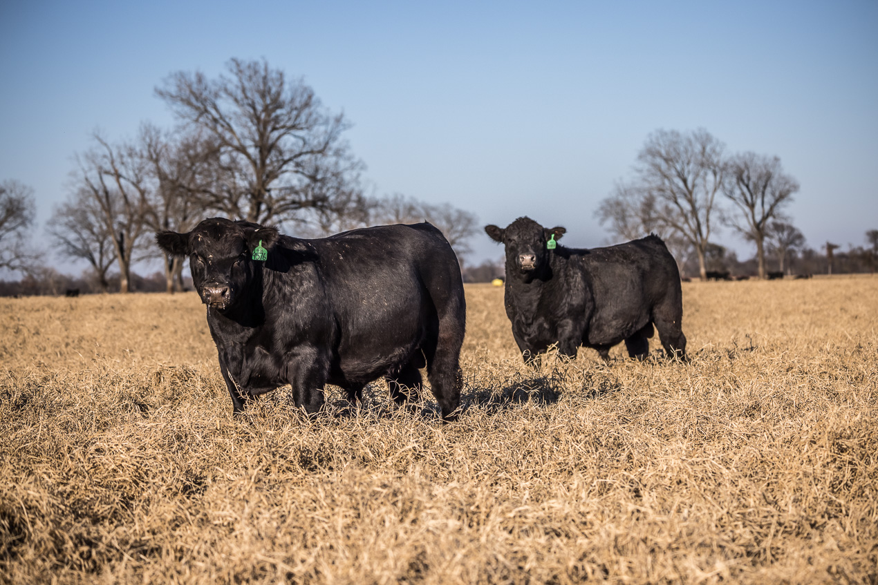 TMyers_44Farms_CameronTX_Dec2020-510919