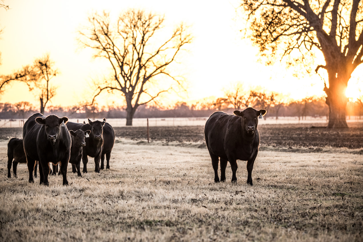 TMyers_44Farms_CameronTX_Dec2020-511672