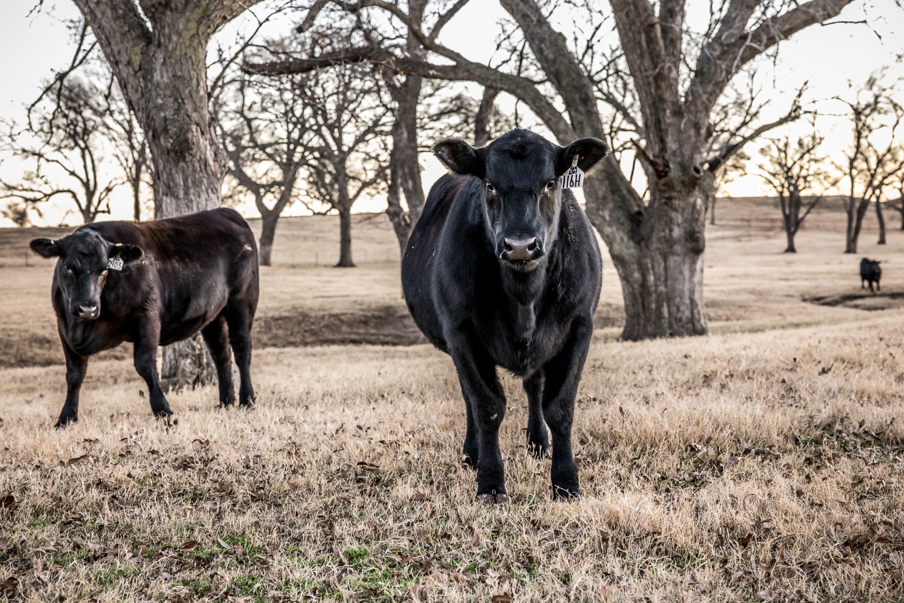 TMyers_44Farms_CameronTX_Dec2020-511743