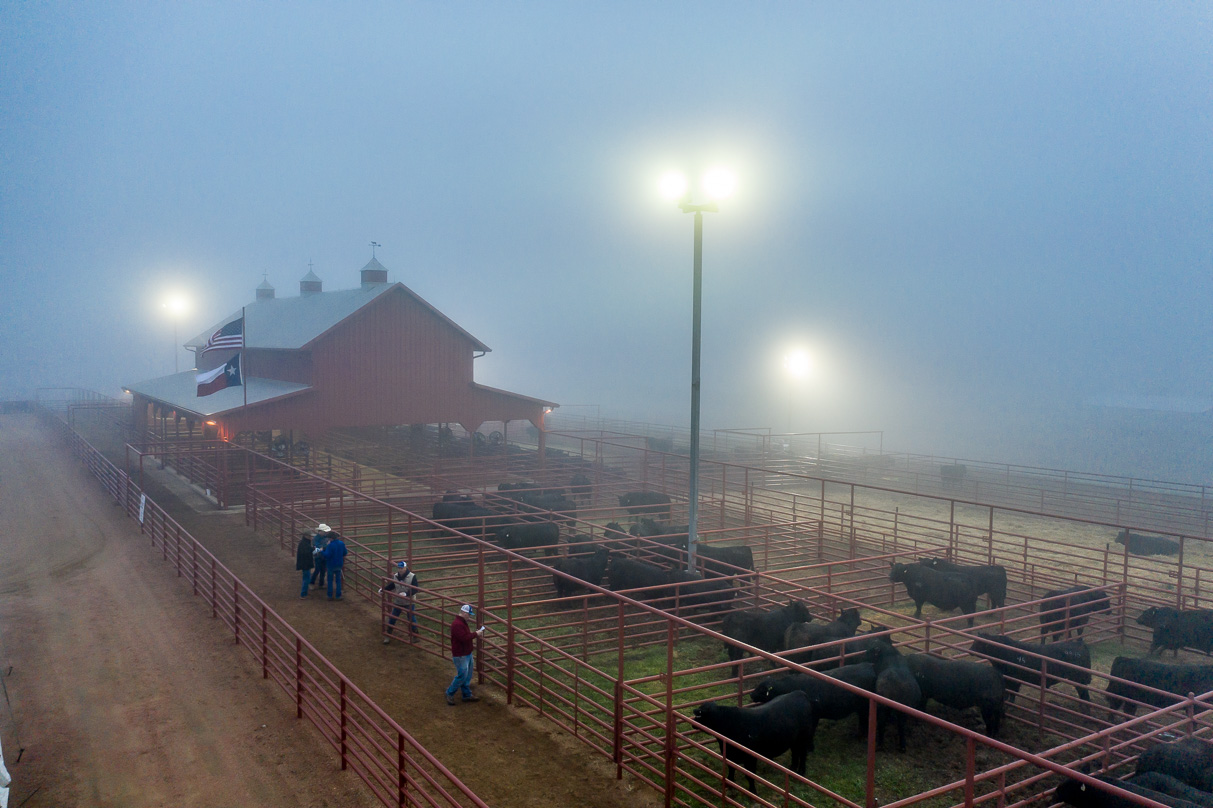 44Farms_Cameron_BullSale_Feb2021-0575