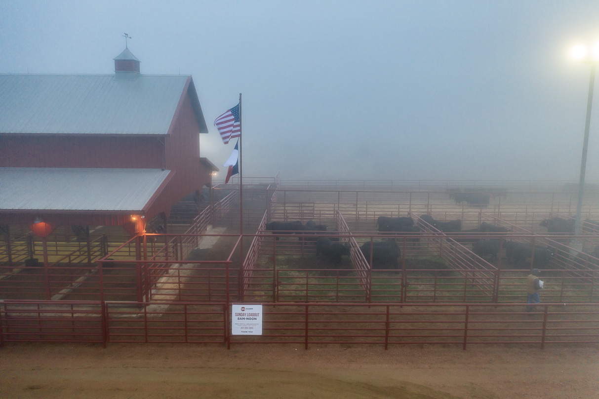 44Farms_Cameron_BullSale_Feb2021-0590