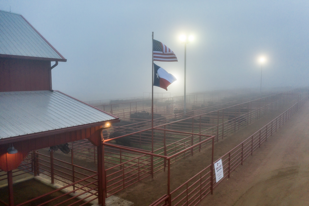 44Farms_Cameron_BullSale_Feb2021-0627