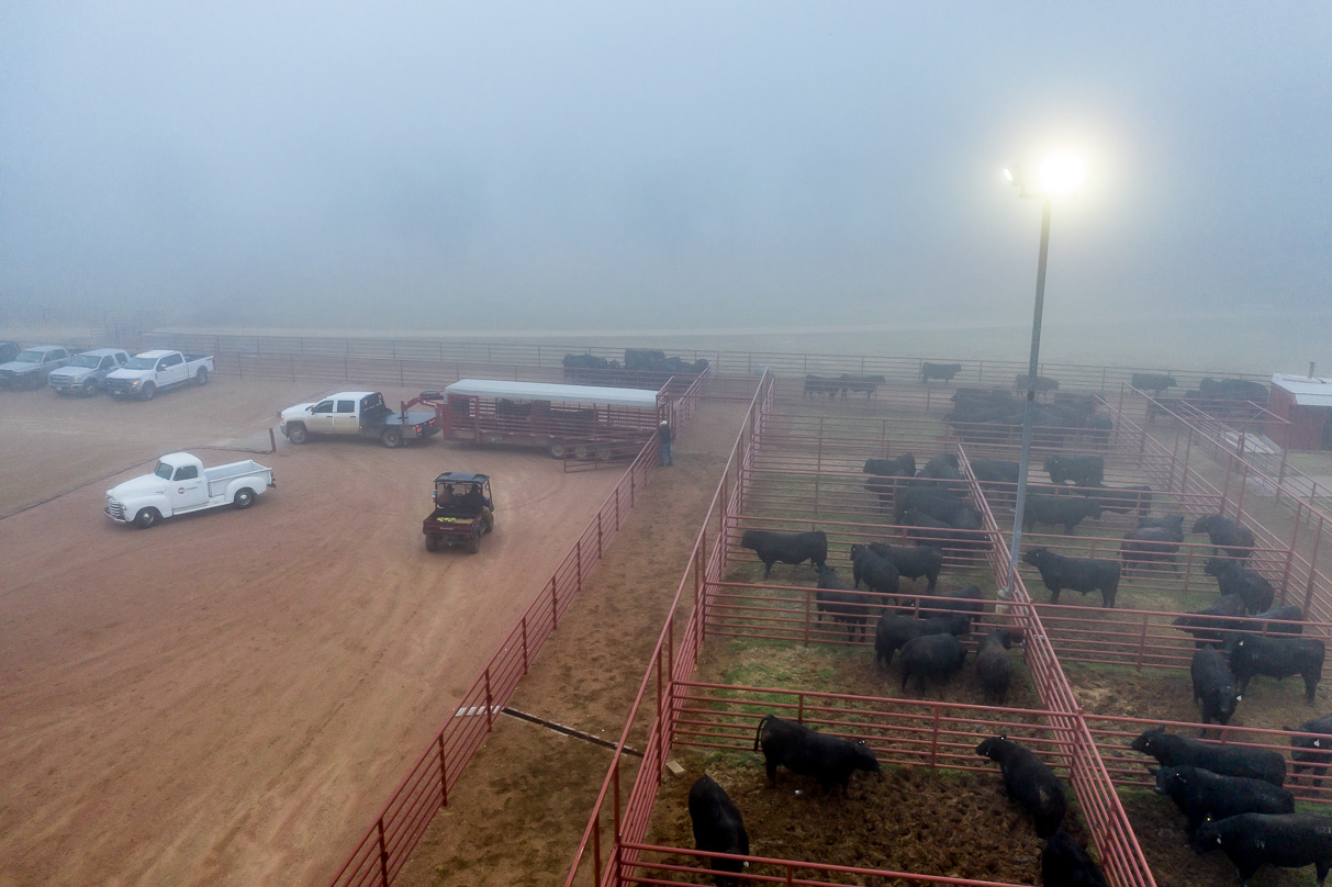 44Farms_Cameron_BullSale_Feb2021-0668